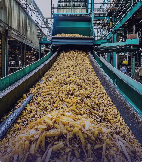 Sugar Production